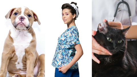 What's the difference between a Veterinary Tech & a Veterinary Assistant? Which is better?