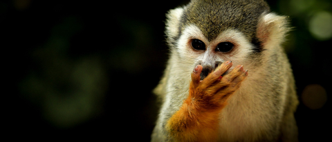 Dr. Hildegund Ertl: Chimpanzee Virus Could Cure HIV/AIDS