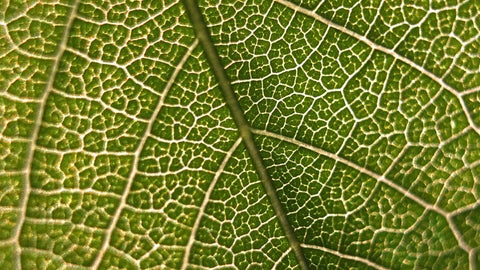 Pinched Nerves Can Cause Long Term Damage If Not Treated